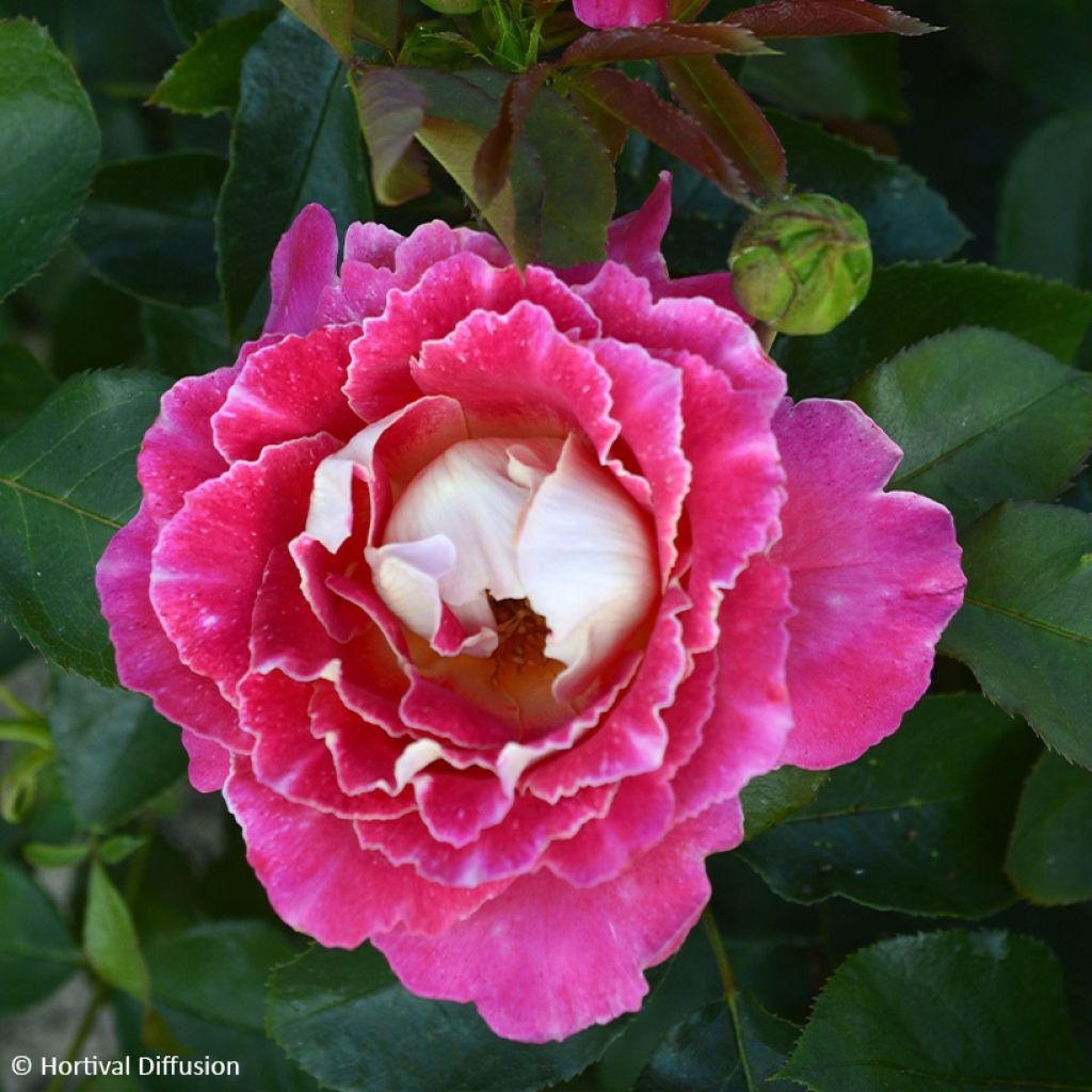 Rosa Pink Lady Ruffles - Trosroos