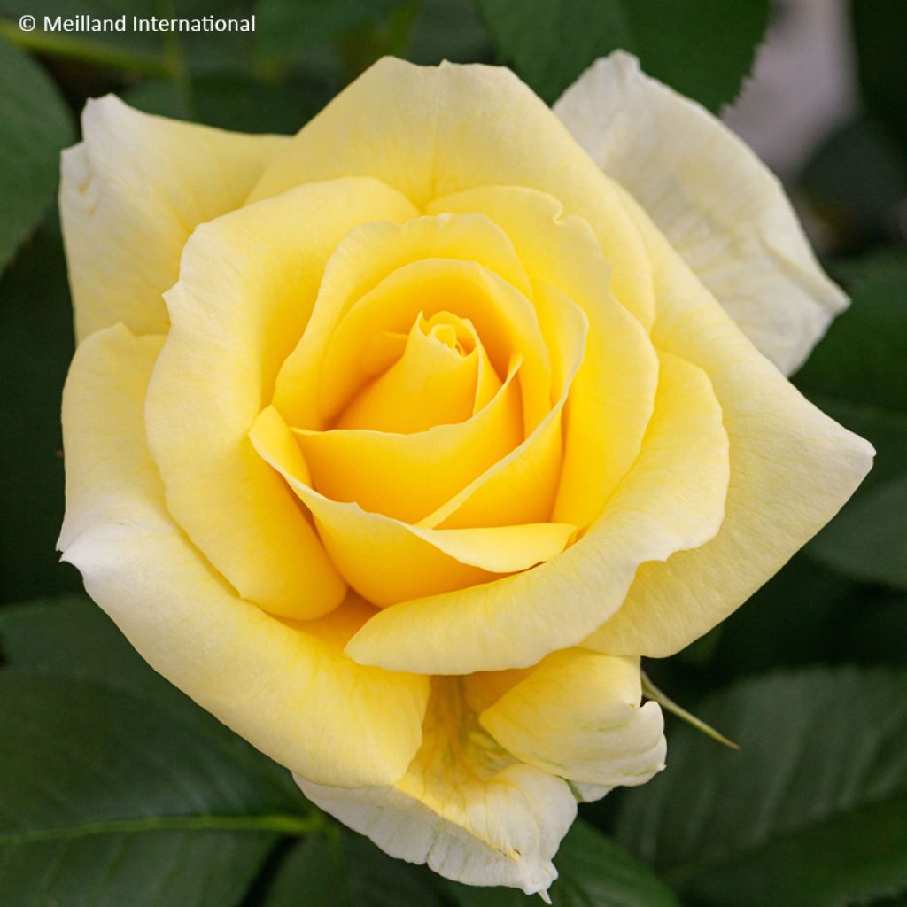 Rosa Rustica ® III - Trosroos