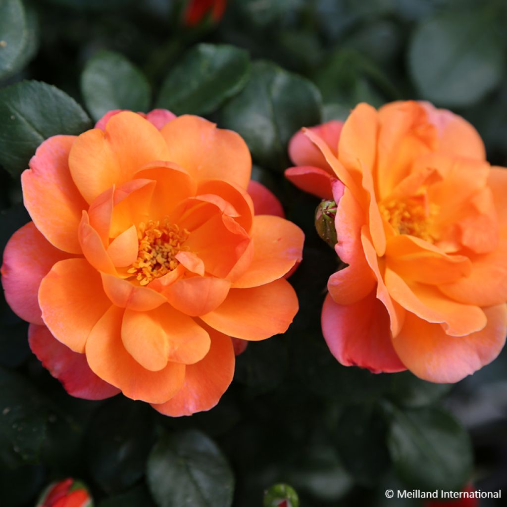 Rosa Sugar Candy Rose - Trosroos
