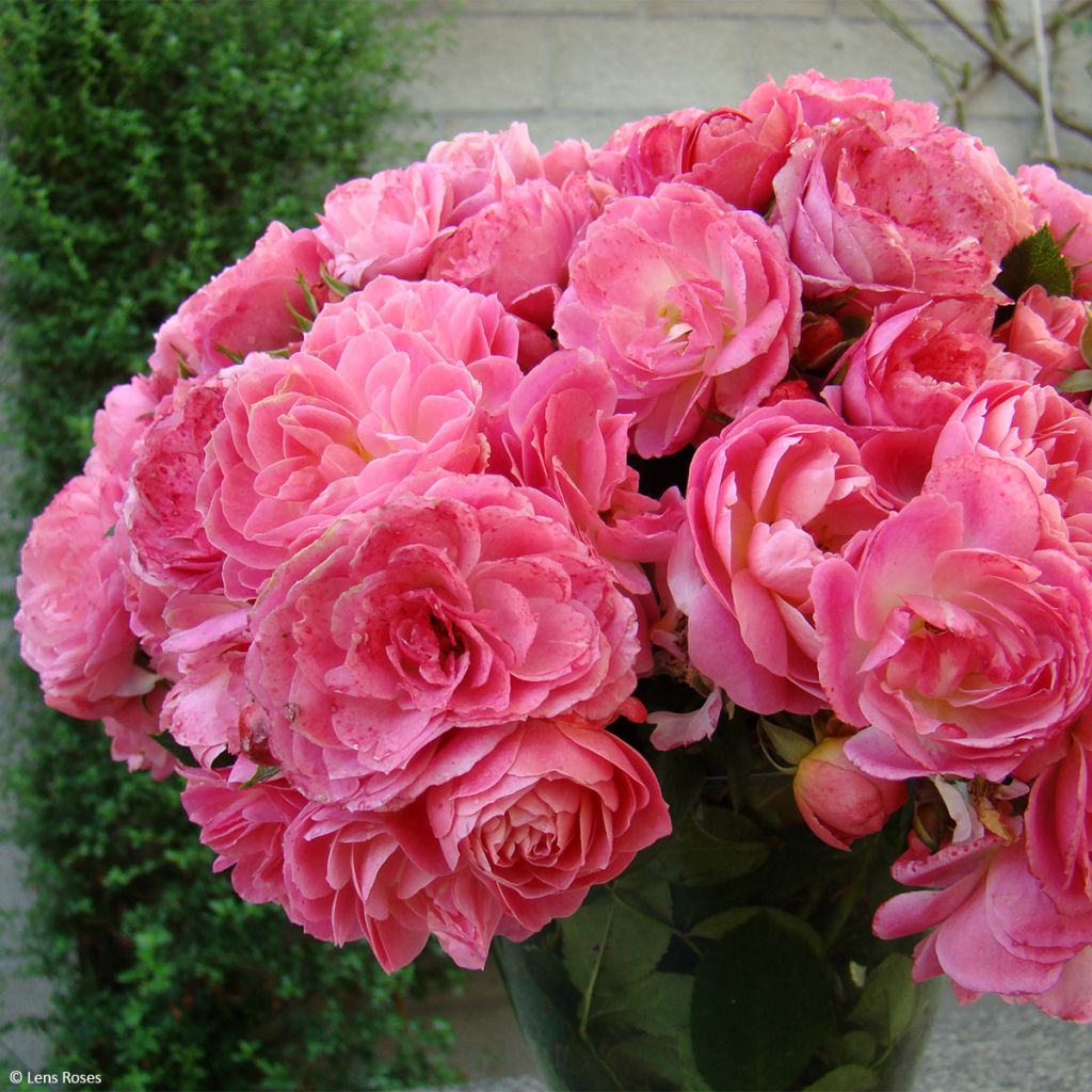 Rosa Walferdange - Muskusroos