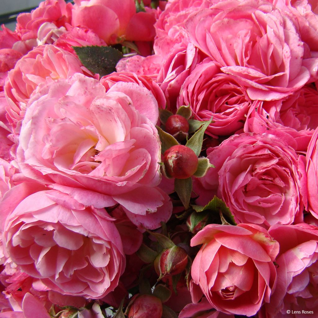 Rosa Walferdange - Muskusroos