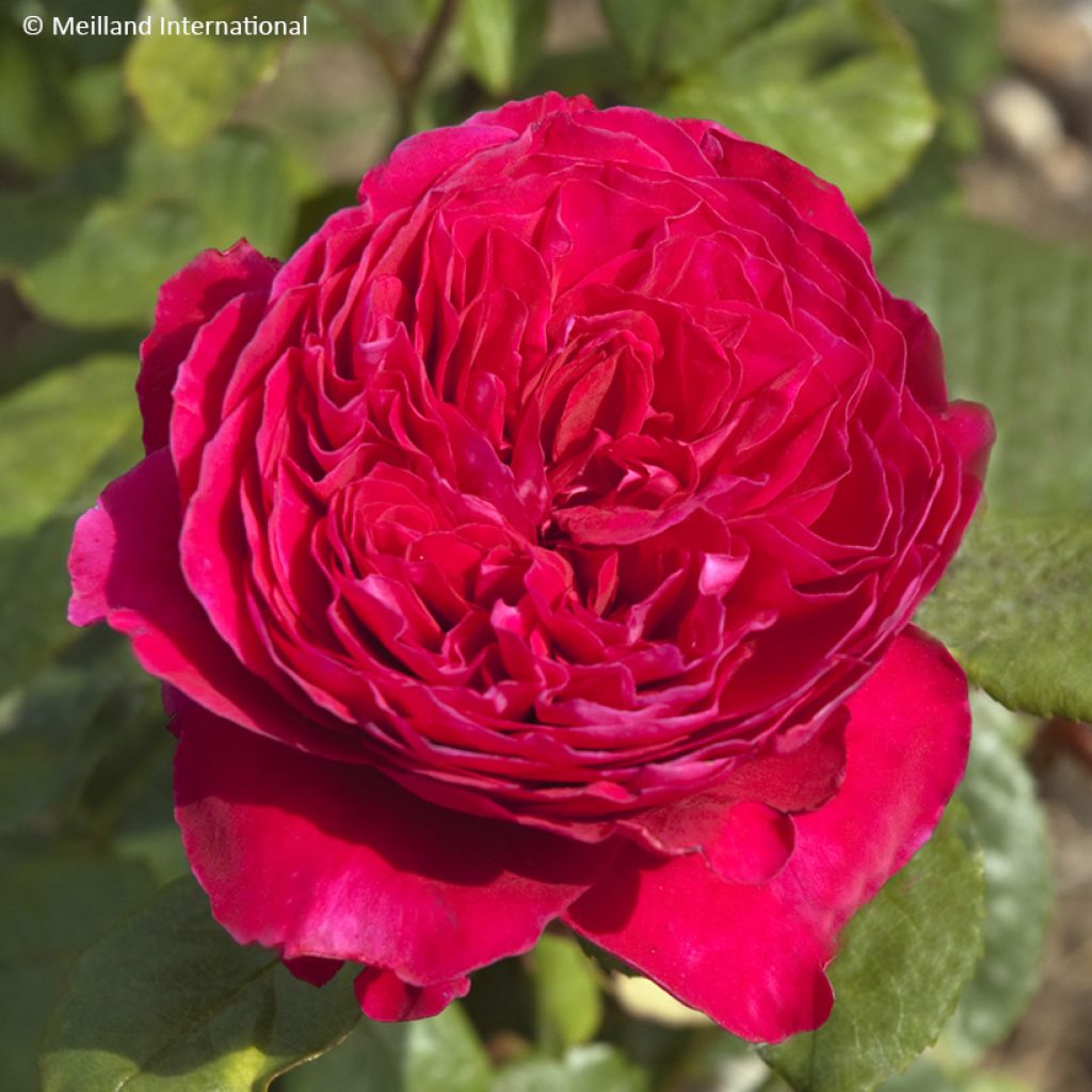 Rosa Rouge Royale - Grootbloemige roos
