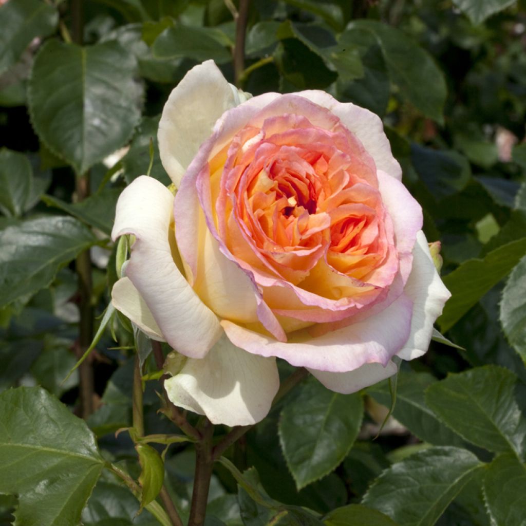 Rosa Alphonse Daudet - Grootbloemige roos