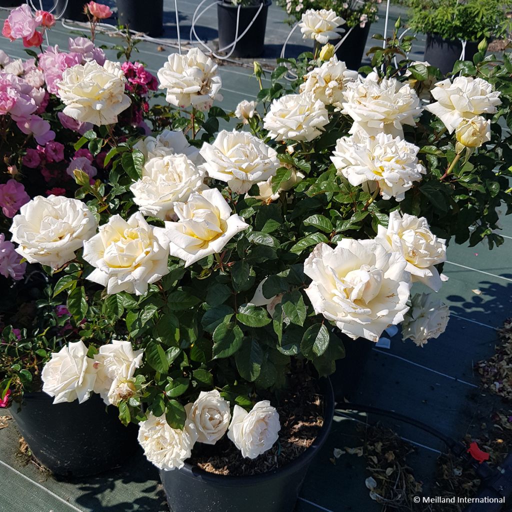 Rosa Anggun - Grootbloemige roos