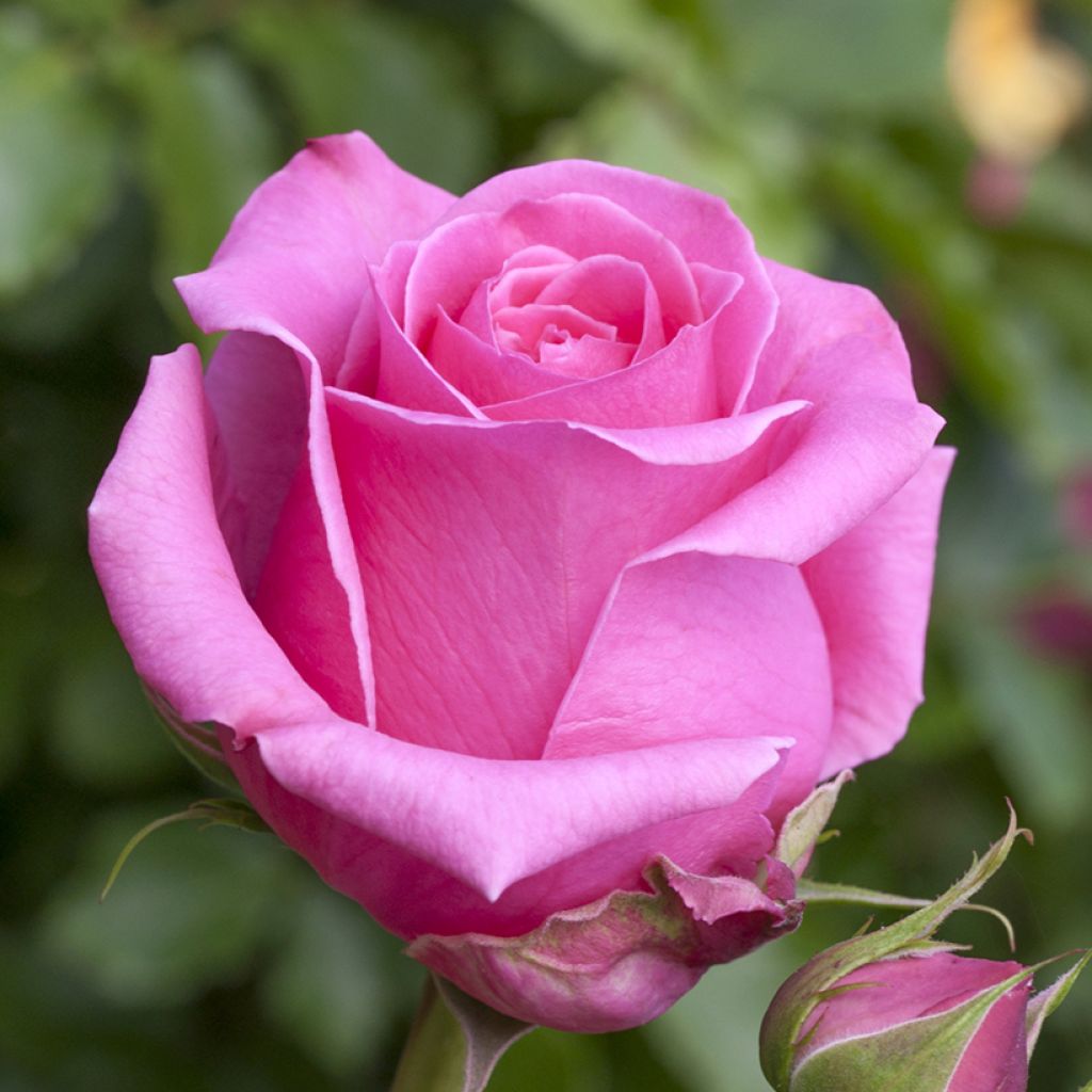 Rosa Auguste Renoir - Grootbloemige roos