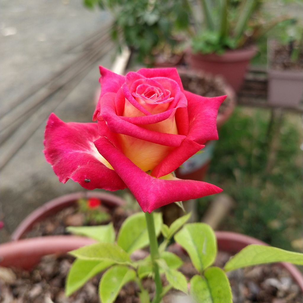 Rosa Bicolette - Grootbloemige roos