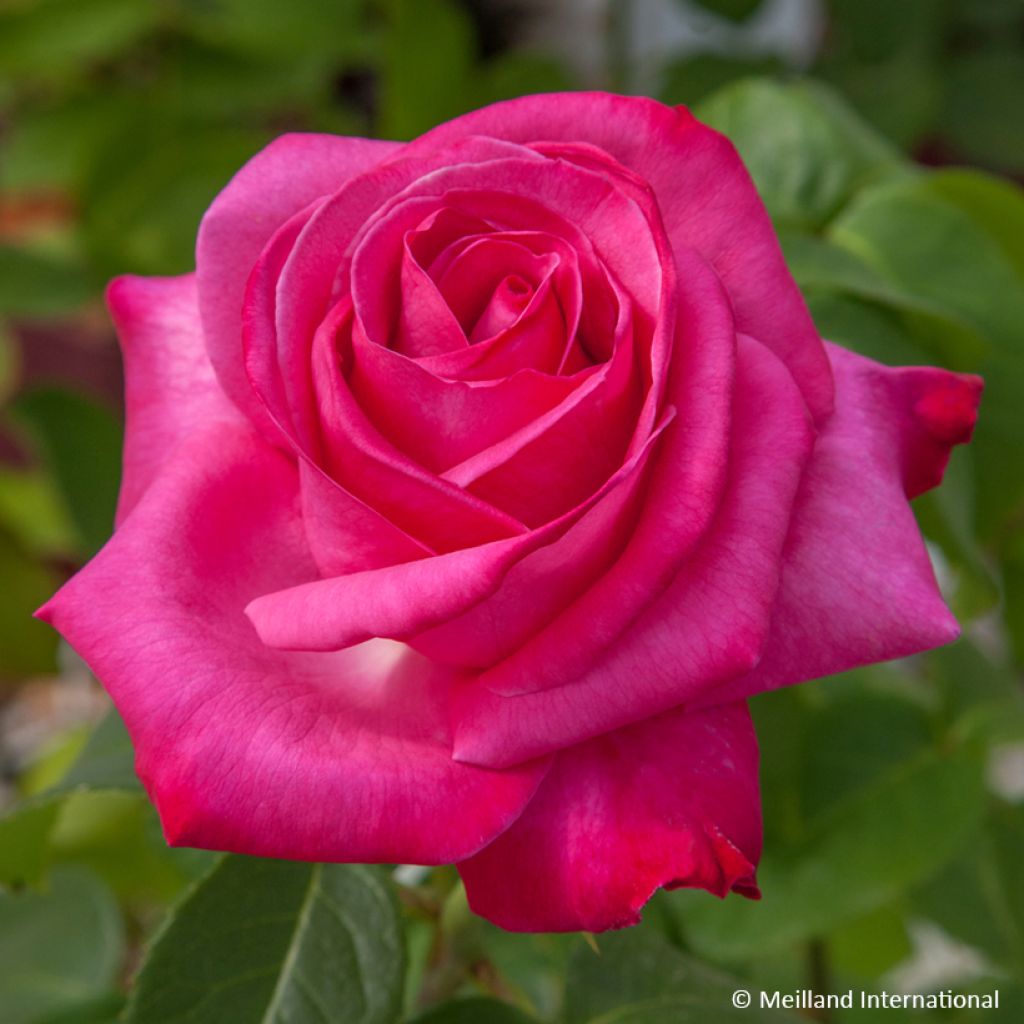 Rosa Caprice de Meilland - Grootbloemige roos