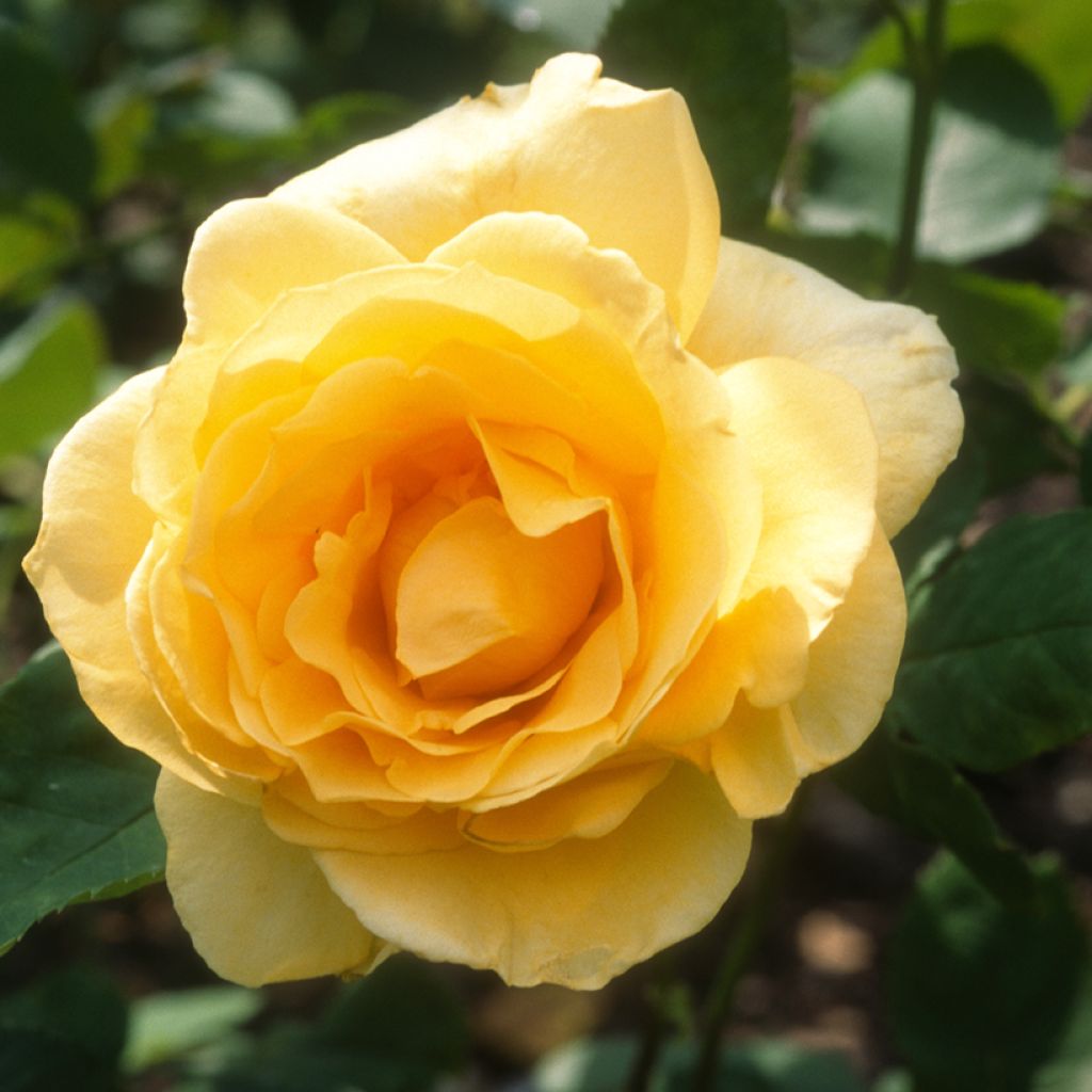 Rosa Casanova - Grootbloemige roos