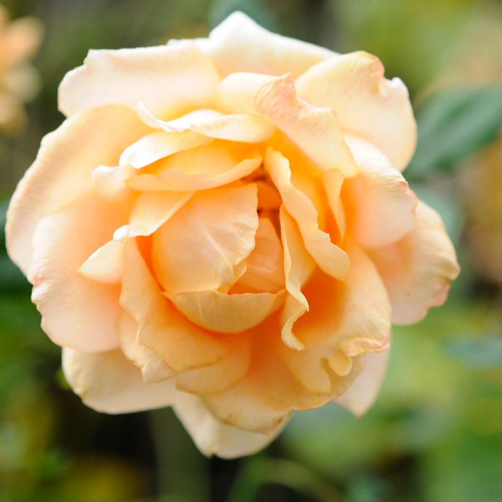 Rosa Casanova - Grootbloemige roos