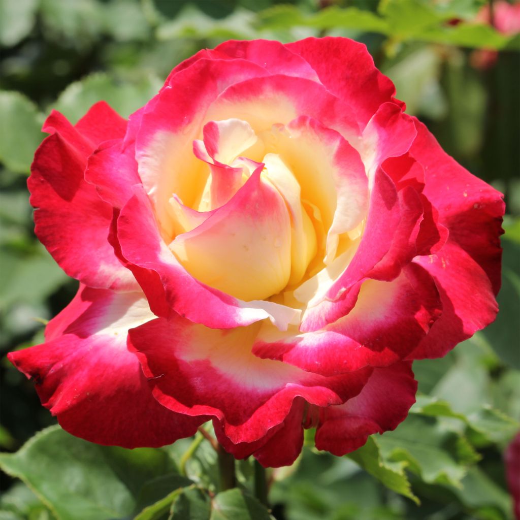 Rosa Double Delight - Grootbloemige roos