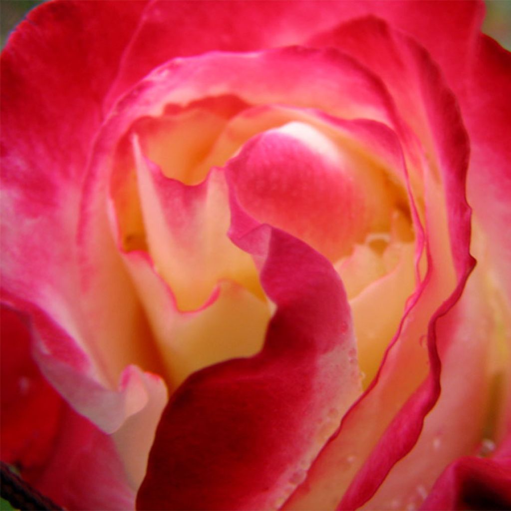 Rosa Double Delight - Grootbloemige roos