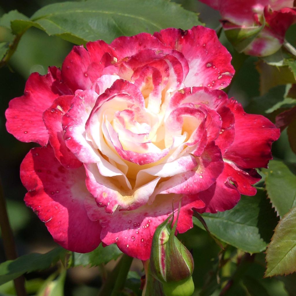 Rosa Double Delight - Grootbloemige roos