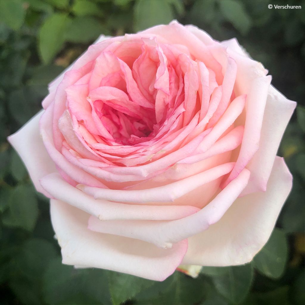 Rosa Meine Rose - Grootbloemige roos
