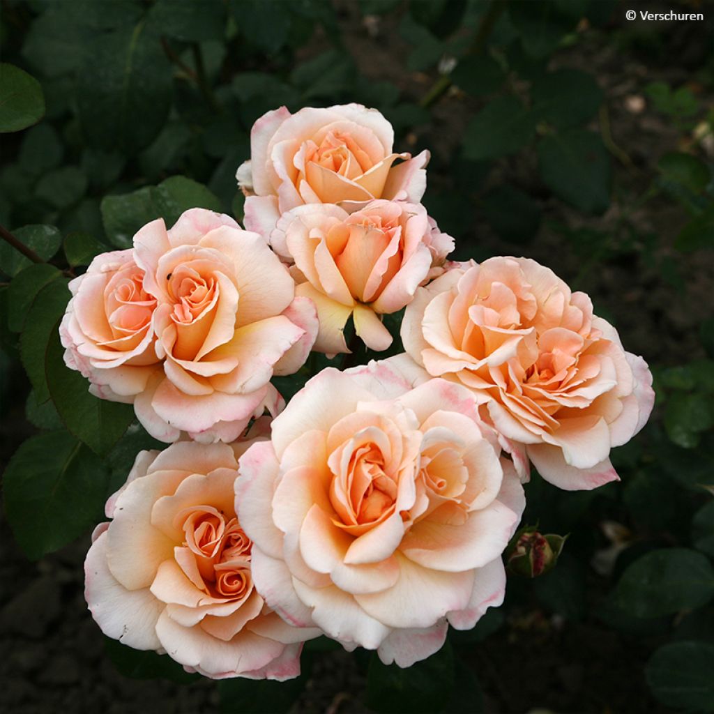 Rosa Oh Happy Day - Grootbloemige roos