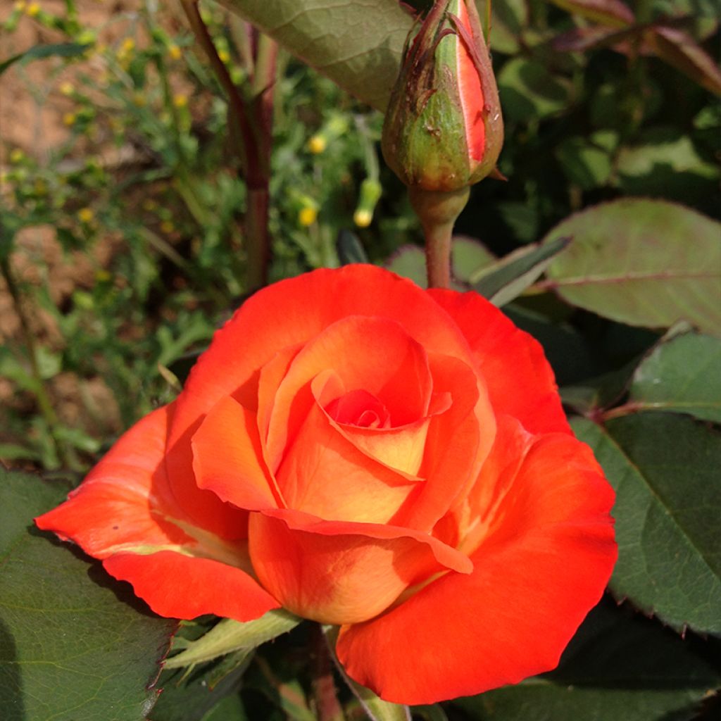 Rosa France Libre - Grootbloemige roos