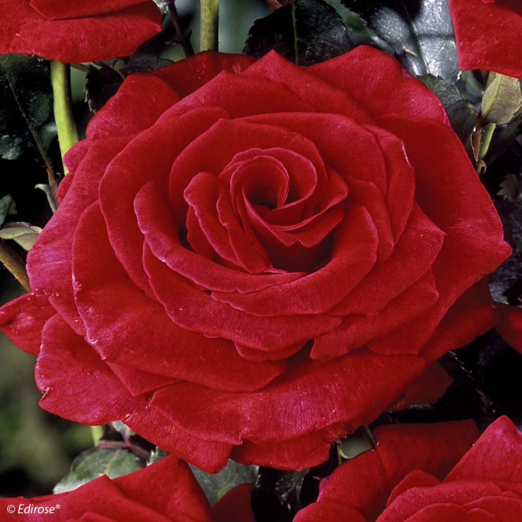 Rosa Hacienda - Grootbloemige roos