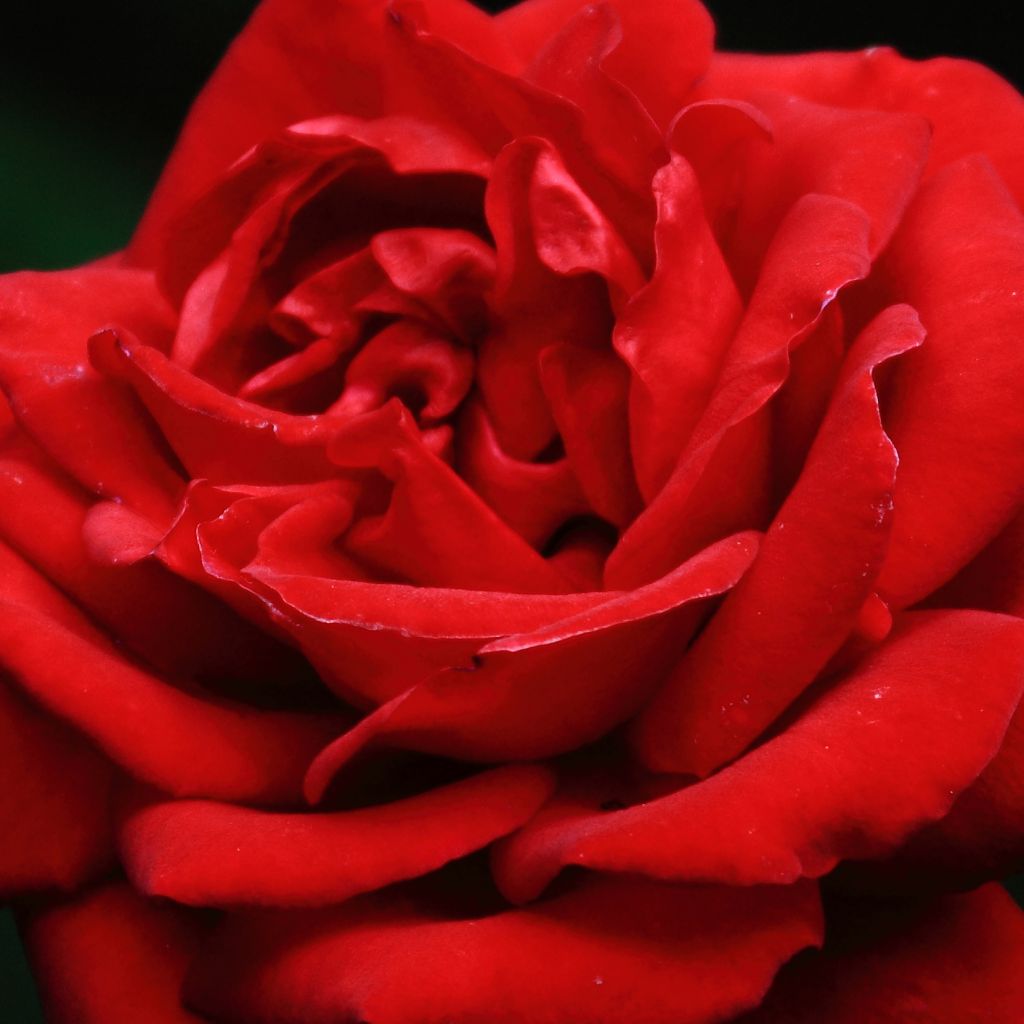 Rosa Ingrid Bergman - Grootbloemige roos