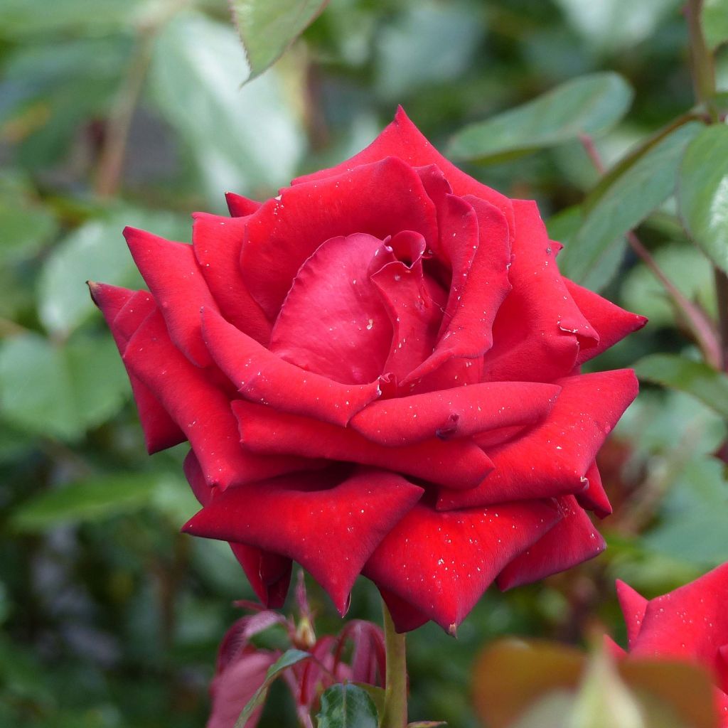 Rosa Ingrid Bergman - Grootbloemige roos