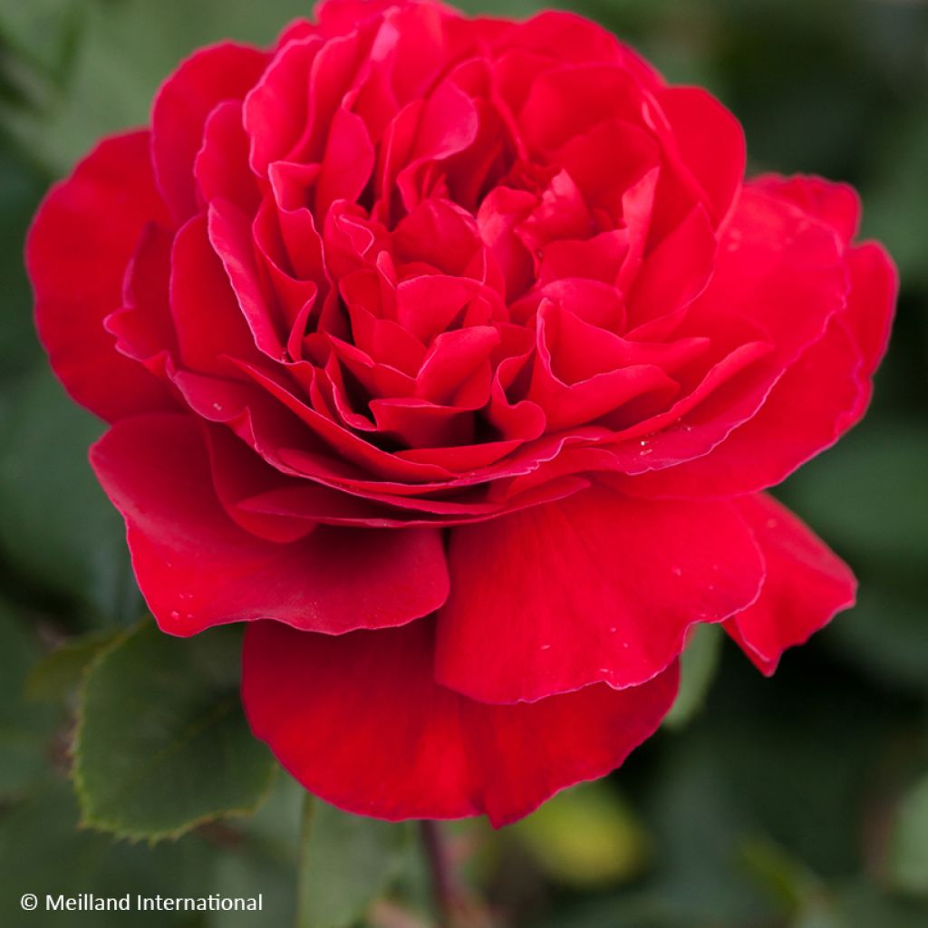 Rosa Jean-Pierre Pernaut - Grootbloemige roos