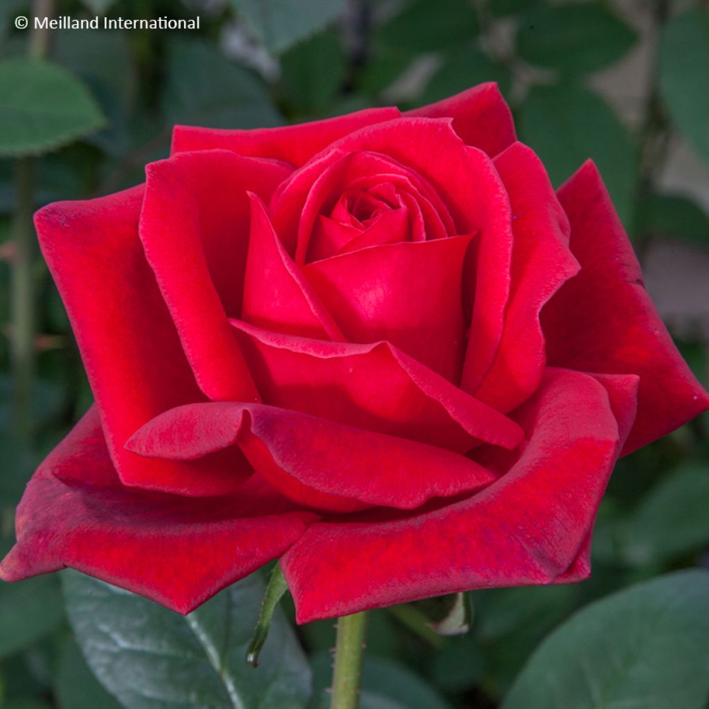 Rosa Jubilé Papa Meilland - Grootbloemige roos