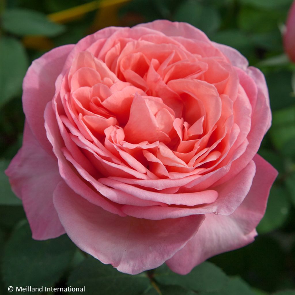 Rosa Mademoiselle Meilland - Grootbloemige roos