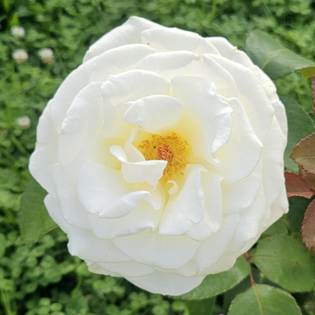 Rosa Memoire - Grootbloemige roos