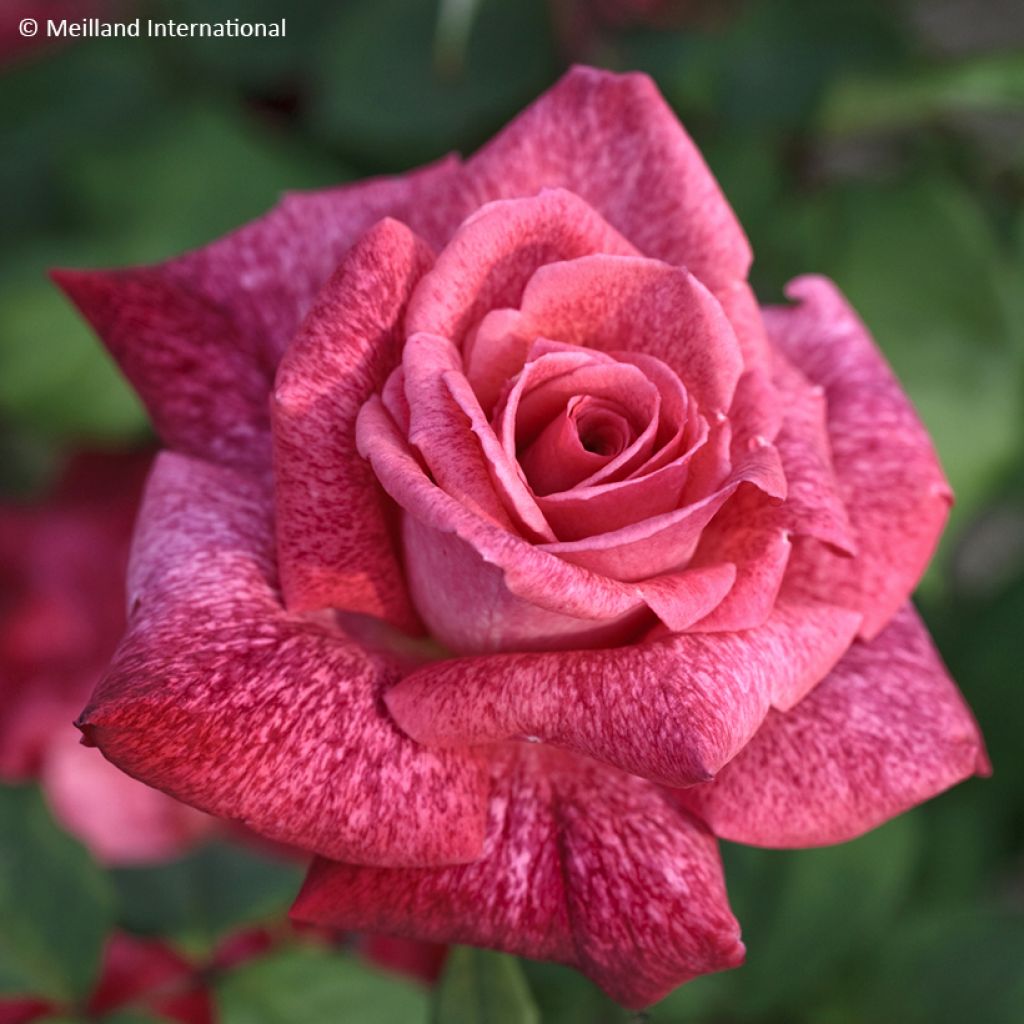 Rosa Pierre Cardin - Grootbloemige roos