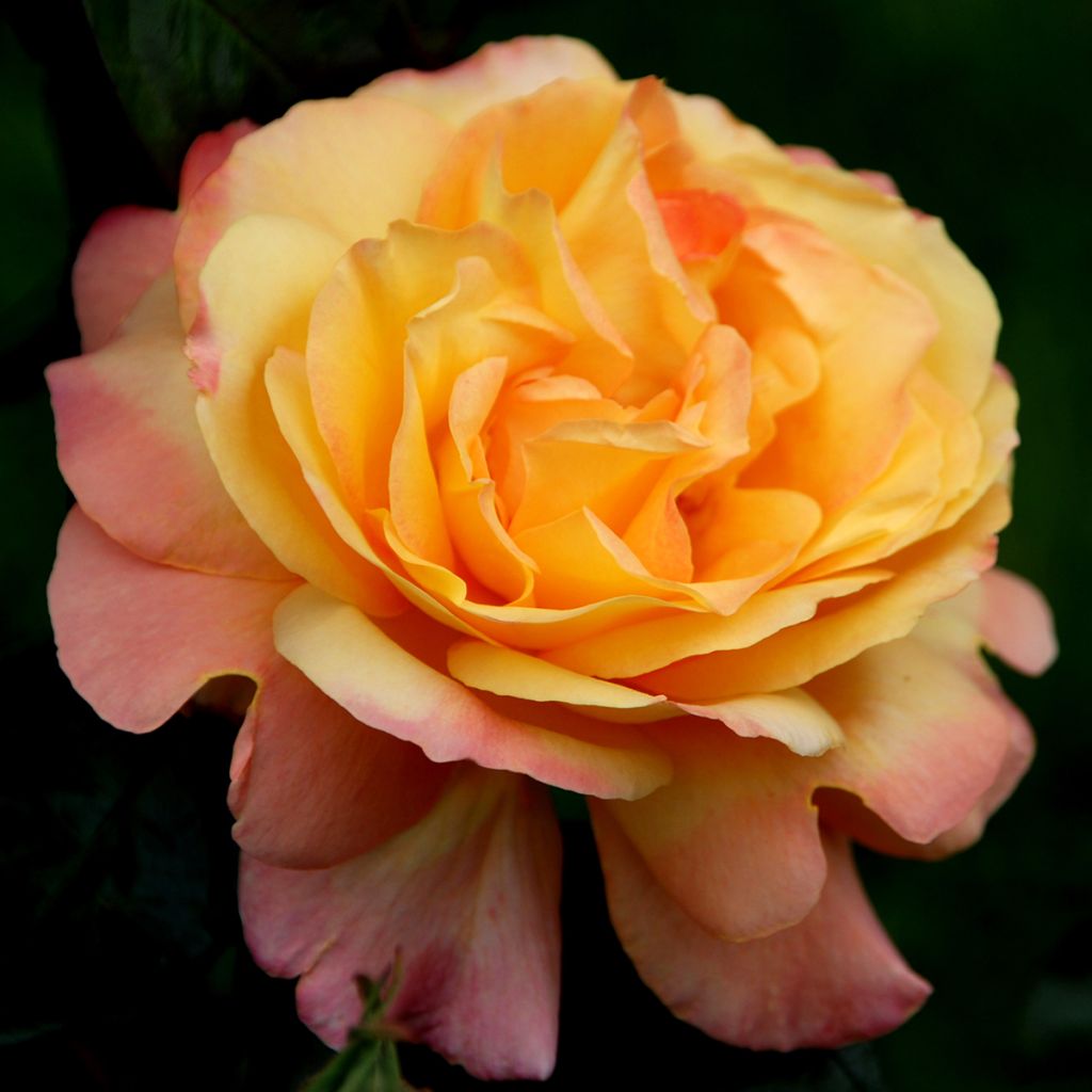 Rosa Waverland - Grootbloemige roos