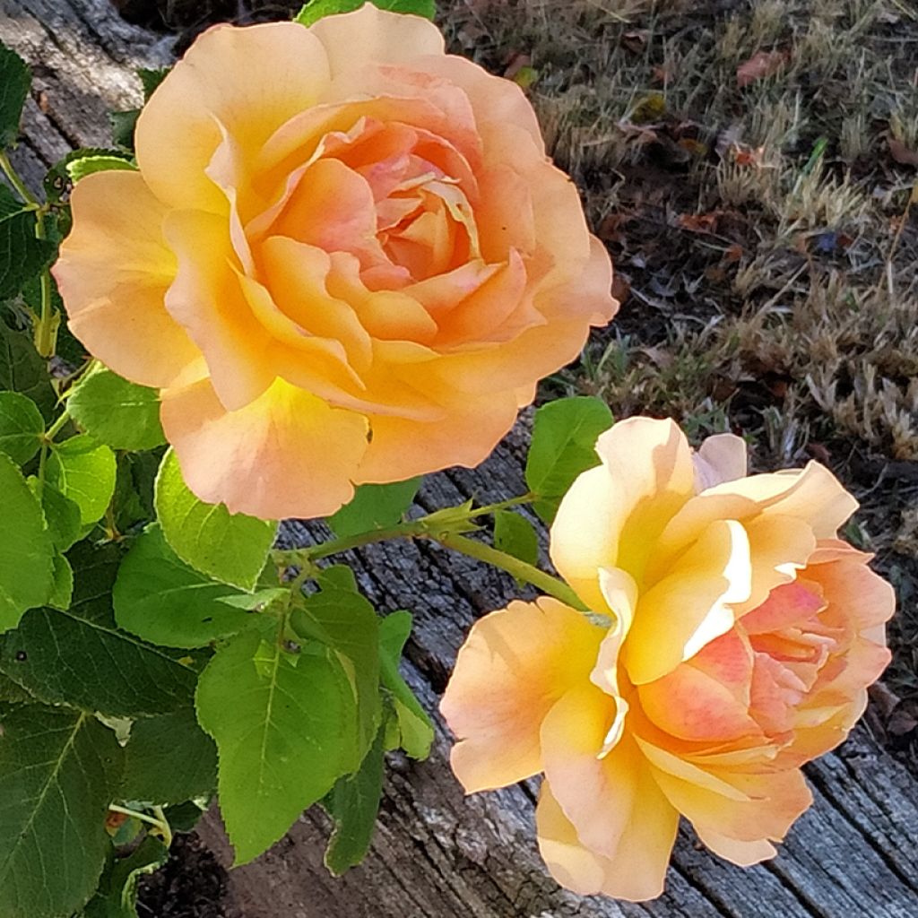Rosa Yellowstone - Grootbloemige roos