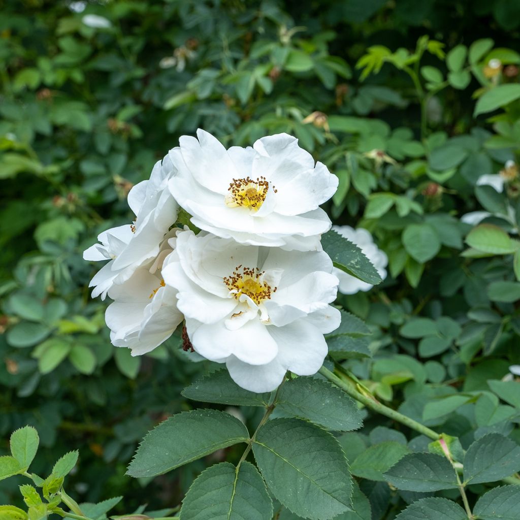 Rosa Alba Suaveolens - Historische roos