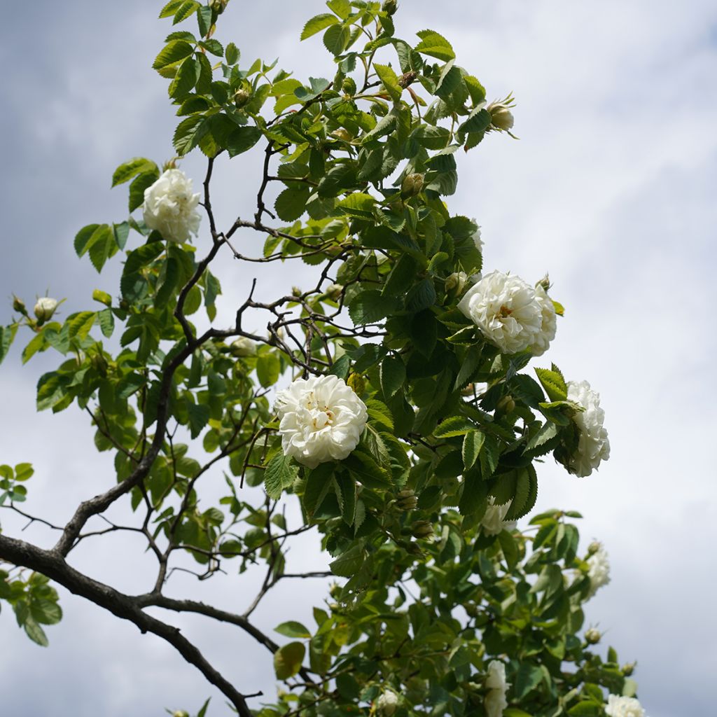 Rosa Alba Suaveolens - Historische roos