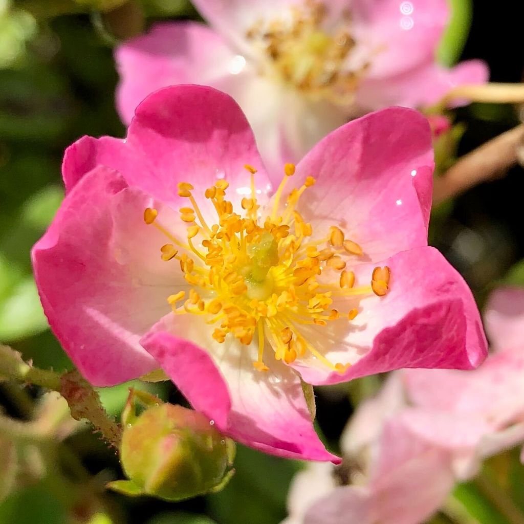 Rosa Ballerina - Muskusroos