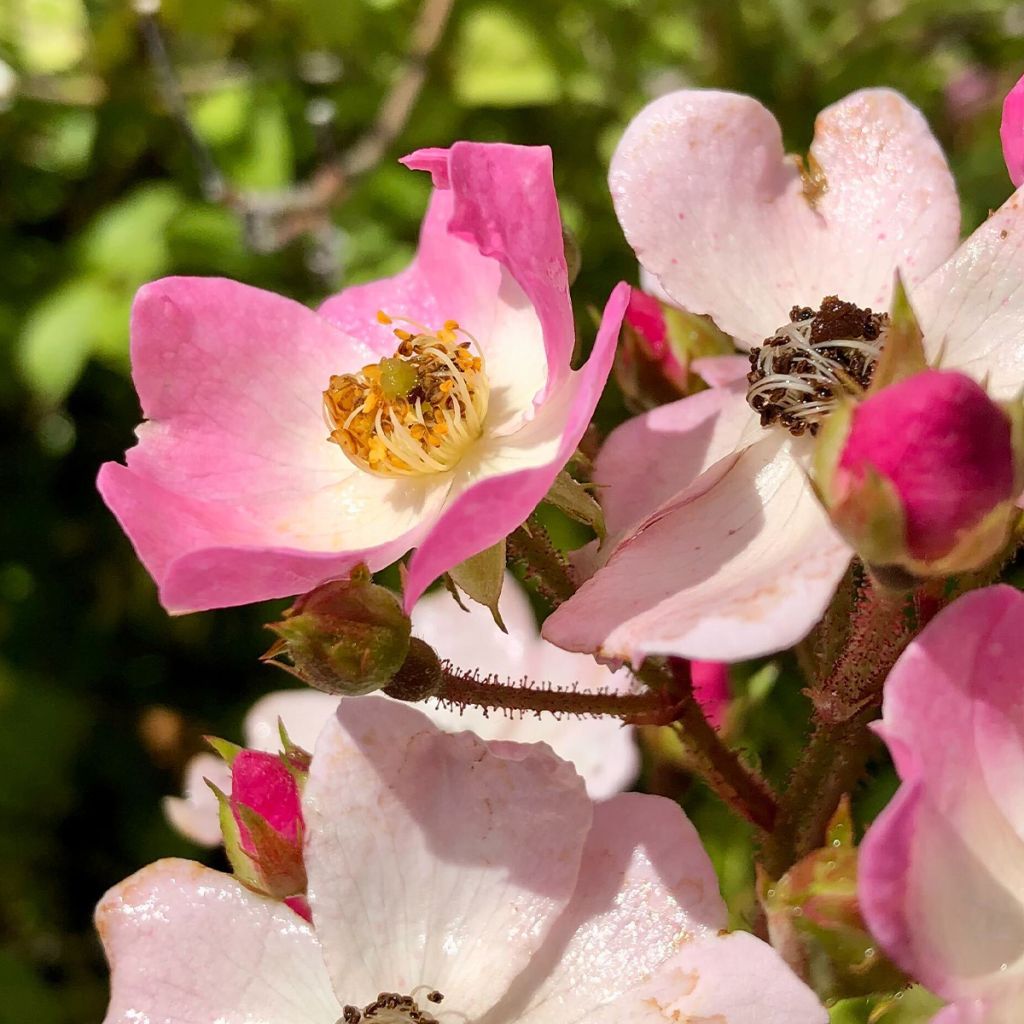 Rosa Ballerina - Muskusroos