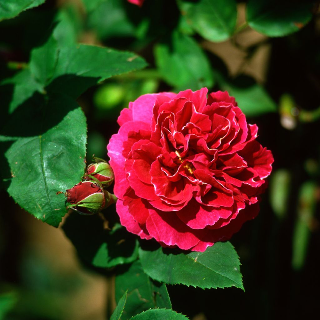 Rosa Baron Girod de l'Ain - Historische roos