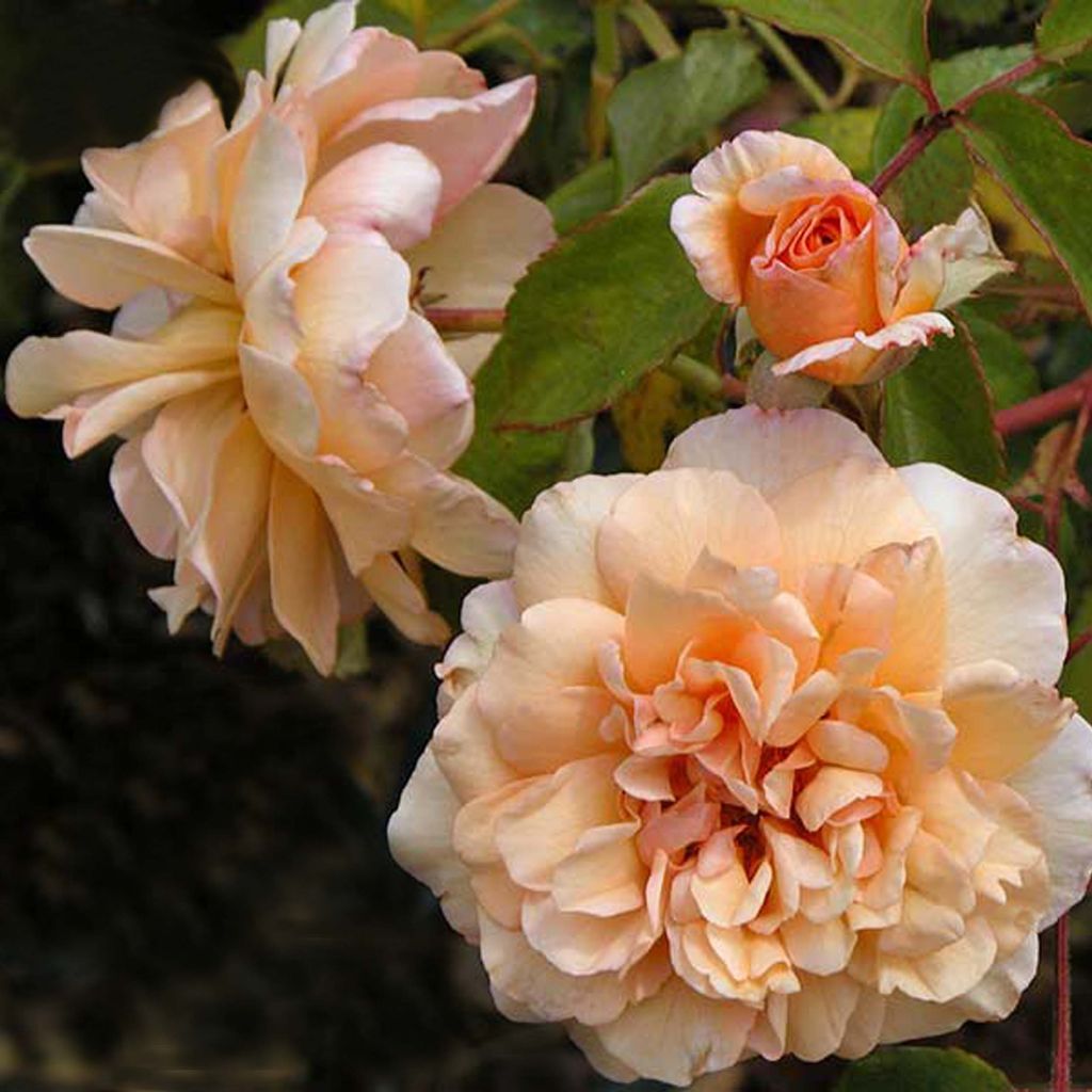 Rosa Buff Beauty - Muskusroos