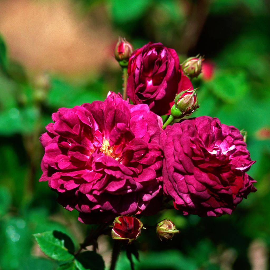 Rosa Cardinal de Richelieu - Historische roos