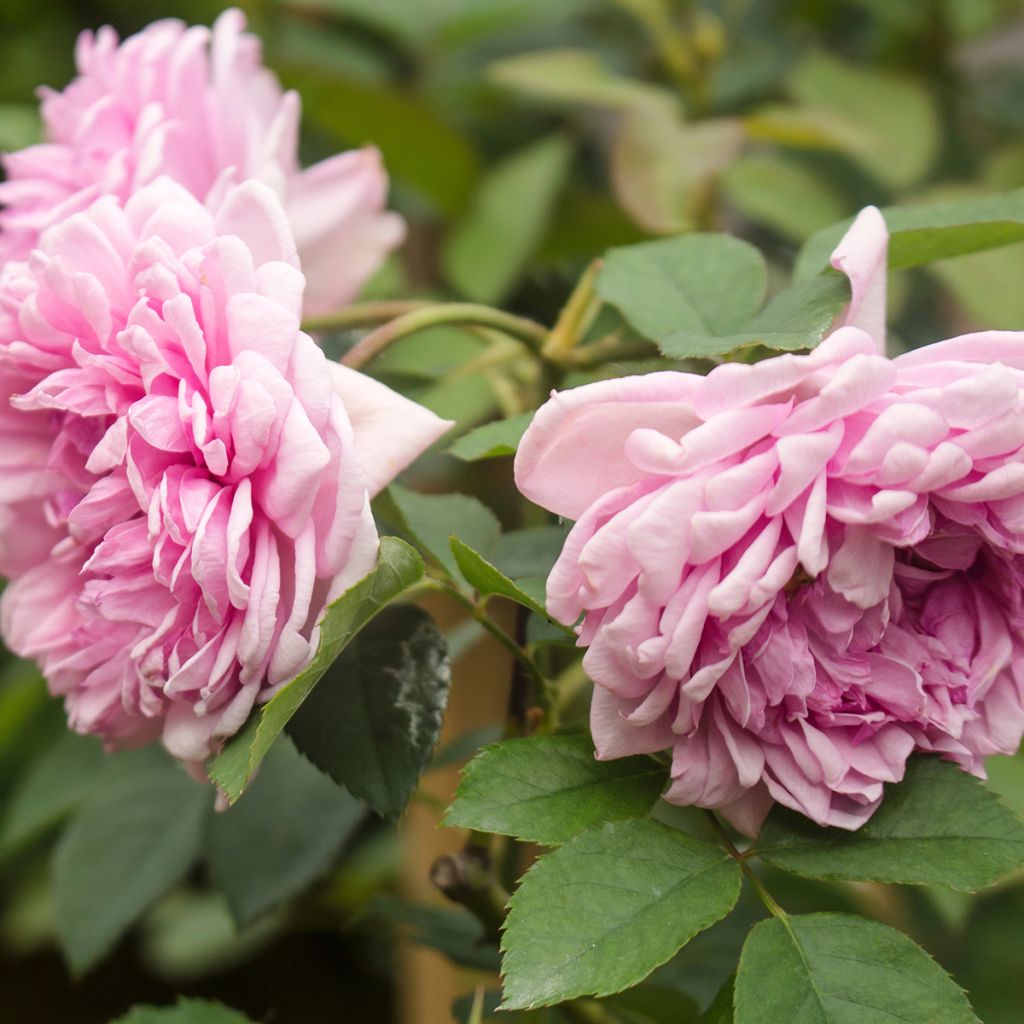 Rosa centifolia Muscosa - Historische roos