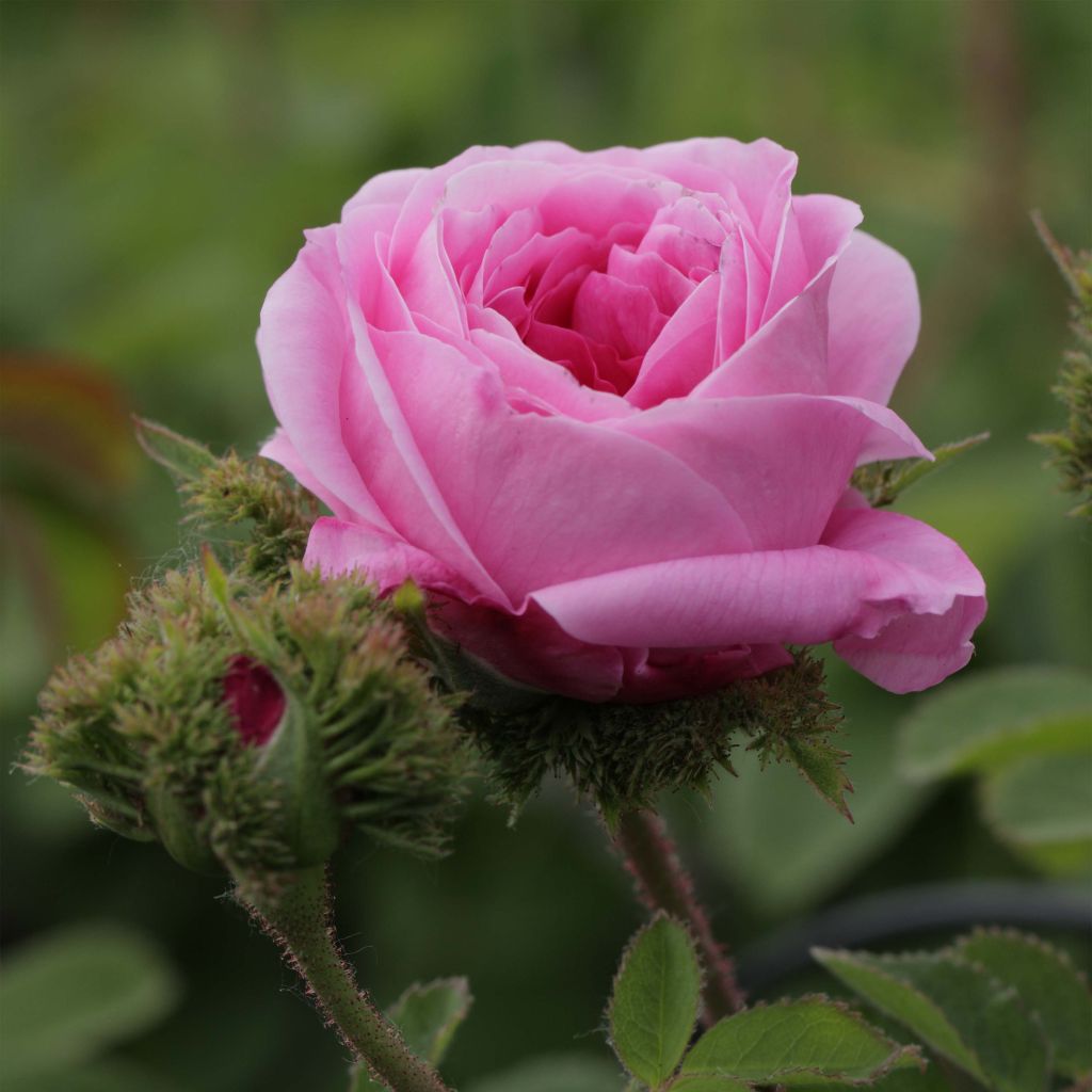 Rosa centifolia Cristata - Historische roos
