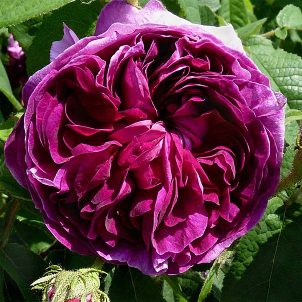 Rosa Charles de Mills - Historische roos