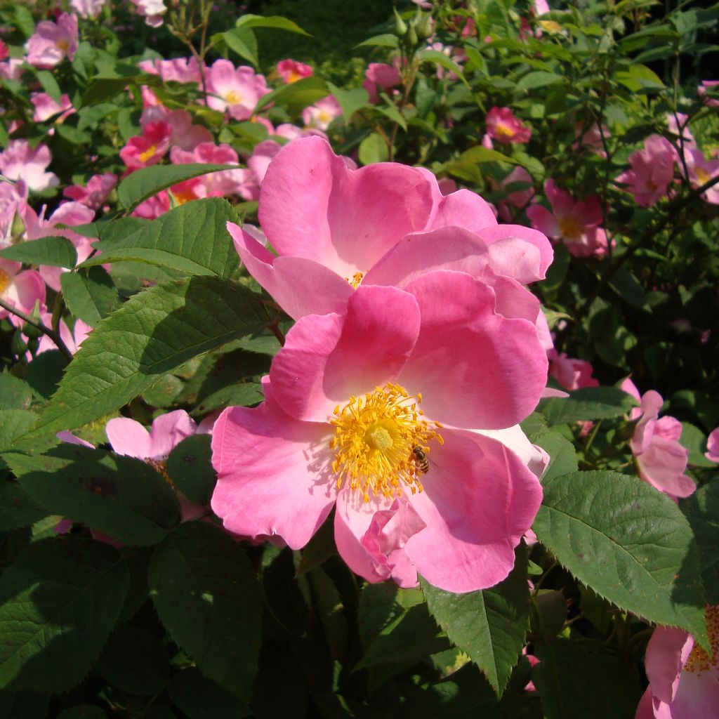Rosa Complicata - Historische roos