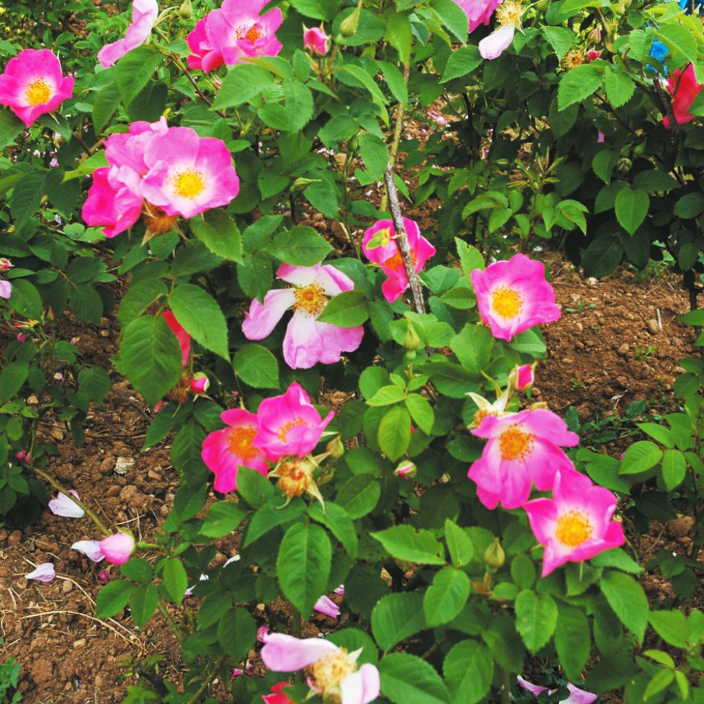 Rosa Complicata - Historische roos