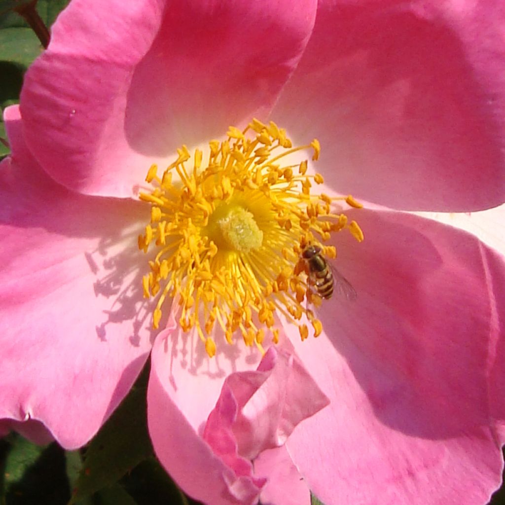Rosa Complicata - Historische roos