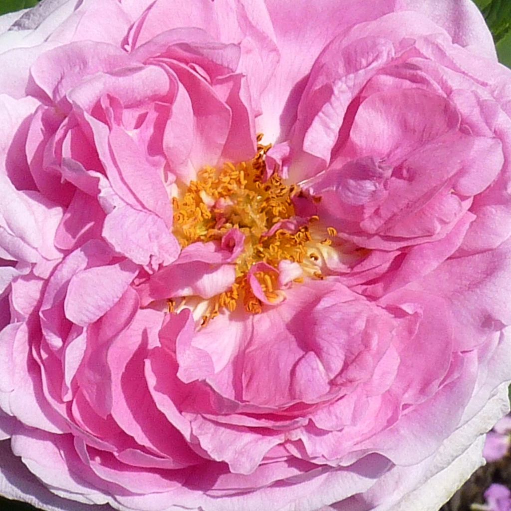 Rosa Comte de Chambord - Historische roos
