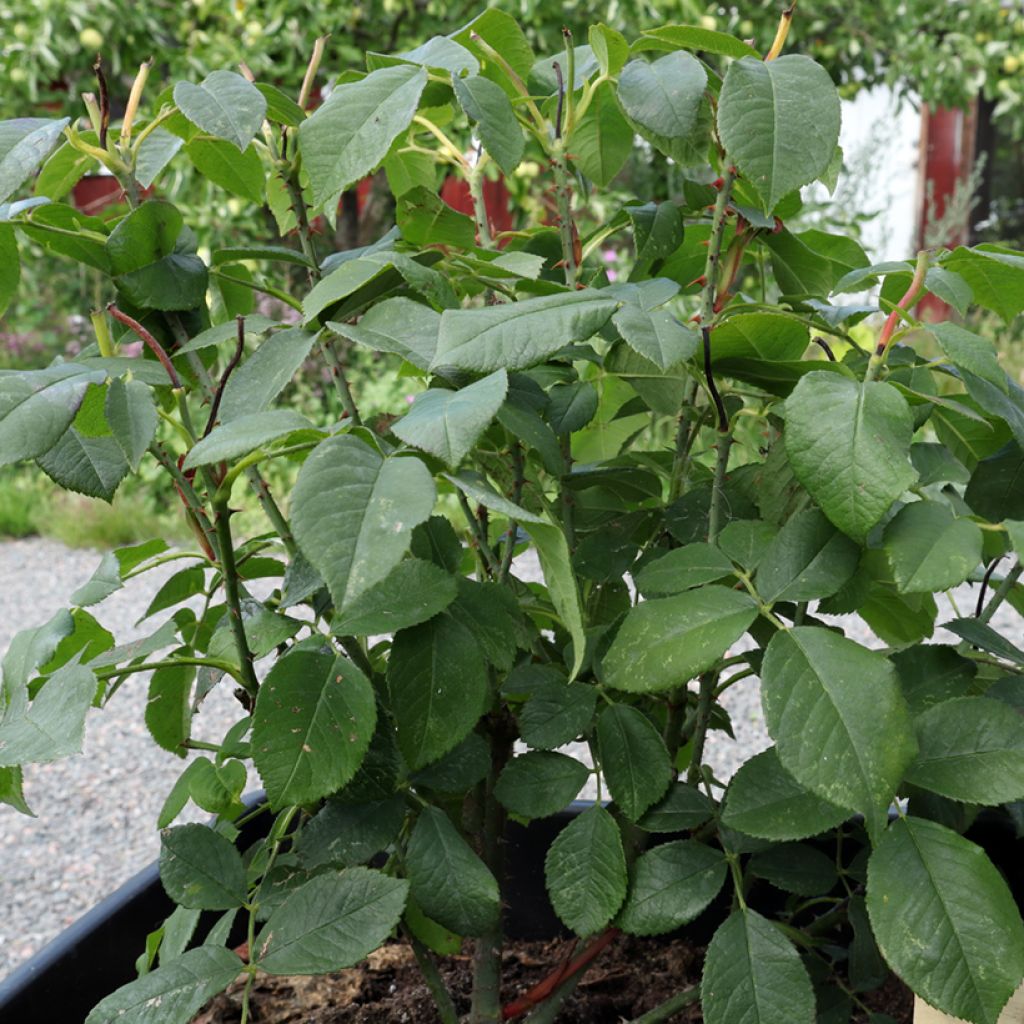 Rosa Comte de Chambord - Historische roos