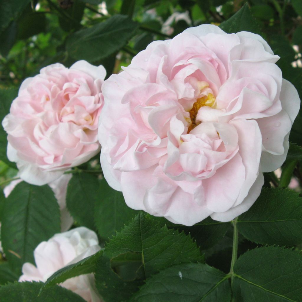 Rosa Great Maiden's Blush - Historische roos
