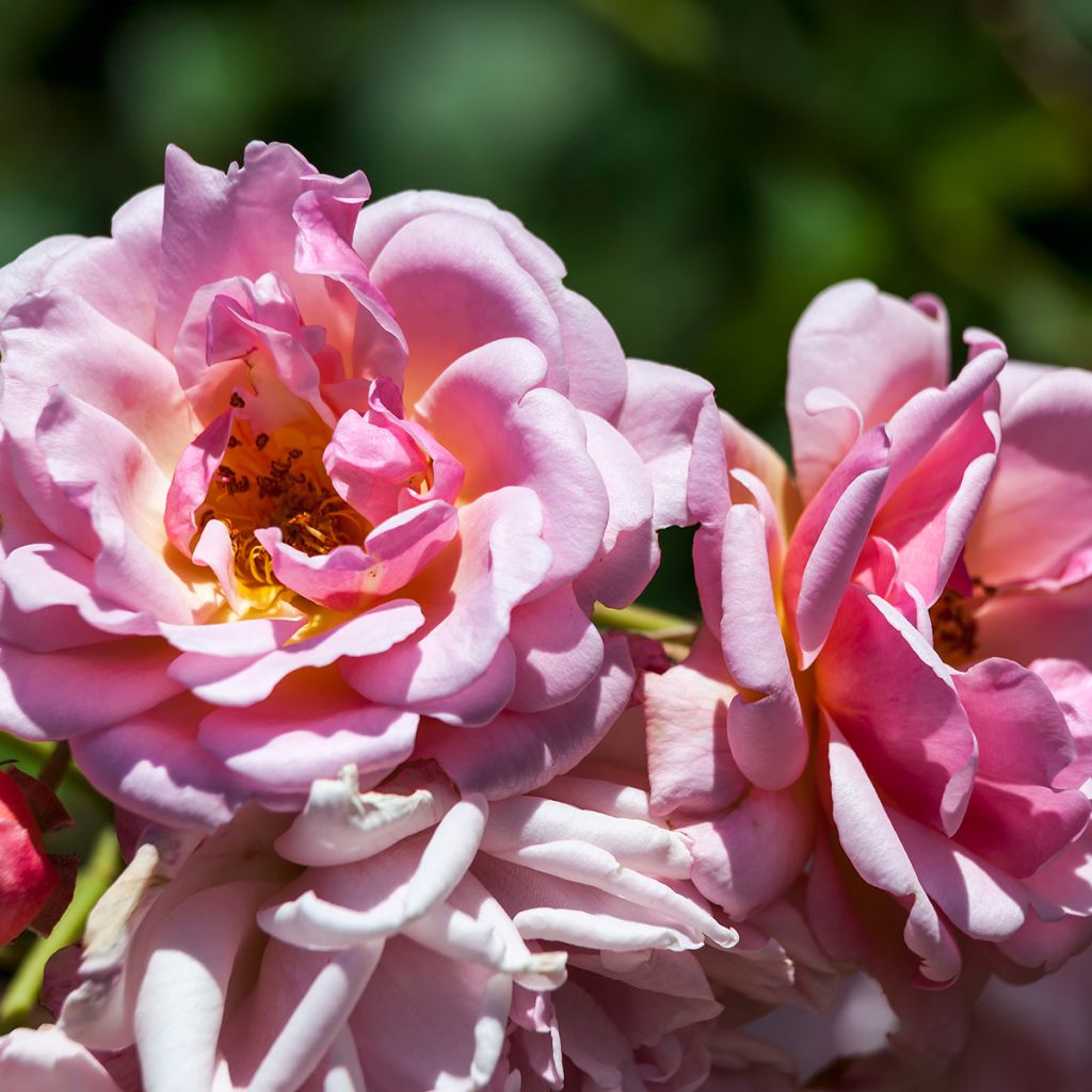 Rosa Felicia - Muskusroos