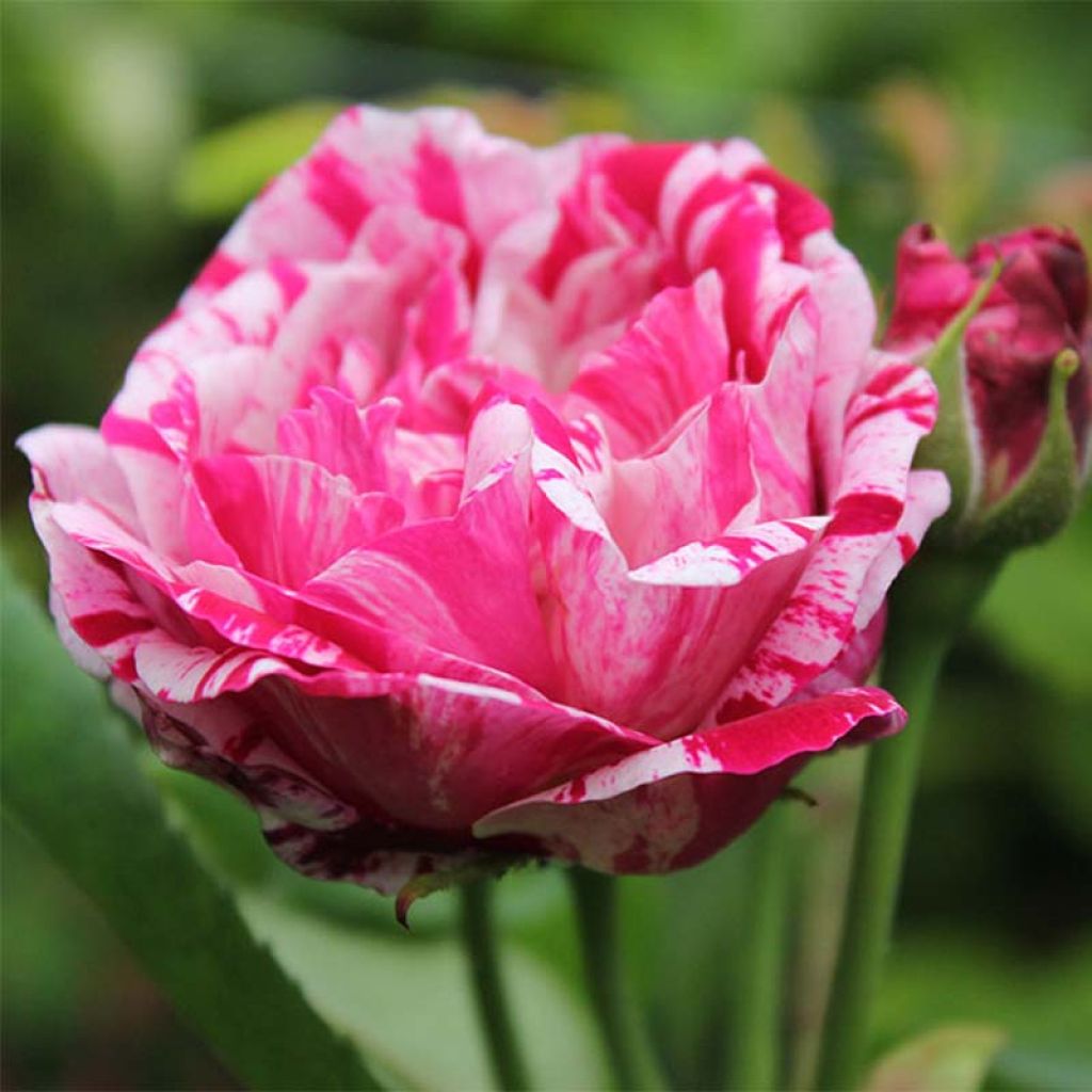 Rosa Ferdinand Pichard - Historische roos