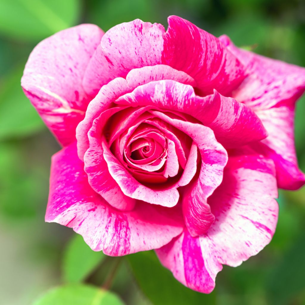 Rosa Ferdinand Pichard - Historische roos