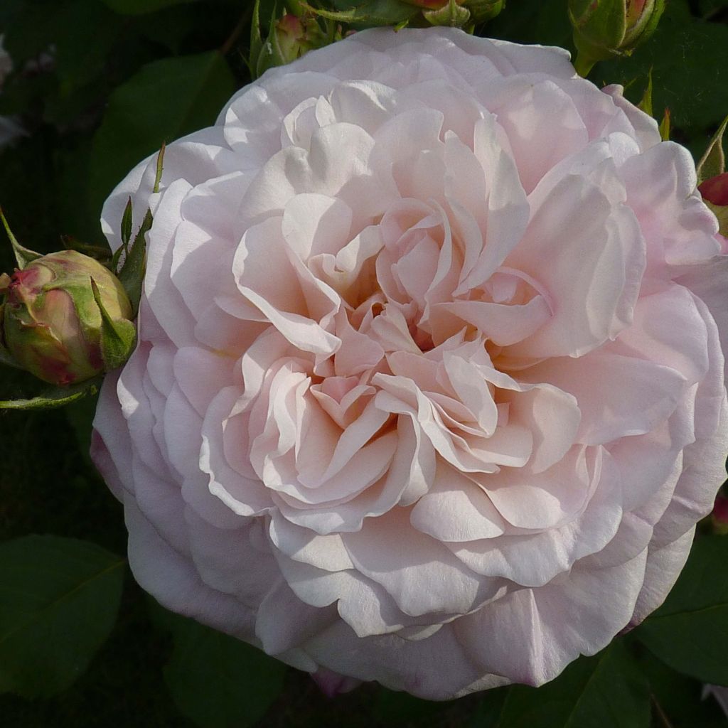 Rosa Gruss an Aachen - Historische roos