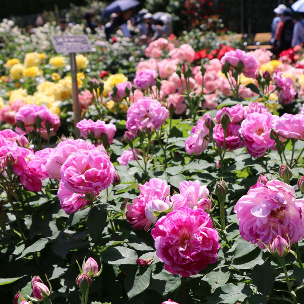 Rosa Honorine de Brabant - Historische roos